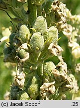 Verbascum lychnitis (dziewanna firletkowa)