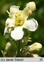 Verbascum lychnitis (dziewanna firletkowa)