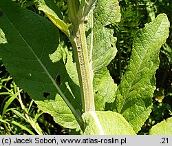 Verbascum lychnitis (dziewanna firletkowa)