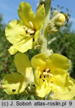 Verbascum phlomoides (dziewanna kutnerowata)