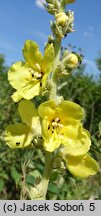 Verbascum phlomoides (dziewanna kutnerowata)