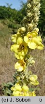 Verbascum phlomoides (dziewanna kutnerowata)