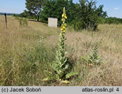 Verbascum phlomoides (dziewanna kutnerowata)