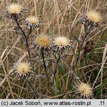 Carlina vulgaris (dziewięćsił pospolity)