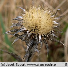 Carlina vulgaris (dziewięćsił pospolity)