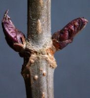 Sambucus nigra