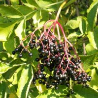 Sambucus nigra (bez czarny)