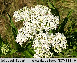 Sambucus ebulus (bez hebd)