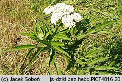 Sambucus ebulus (bez hebd)