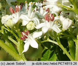 Sambucus ebulus (bez hebd)