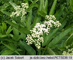 Sambucus ebulus (bez hebd)