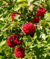 Sambucus racemosa (bez koralowy)