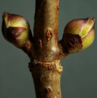 Sambucus racemosa (bez koralowy)