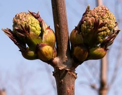 Sambucus racemosa (bez koralowy)