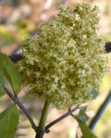 Sambucus racemosa (bez koralowy)