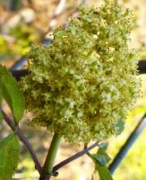 Sambucus racemosa (bez koralowy)