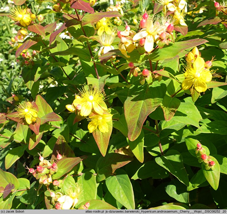 Hypericum androsaemum Cherry