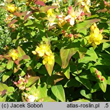 Hypericum androsaemum Cherry