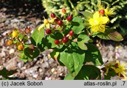 Hypericum androsaemum Coffee