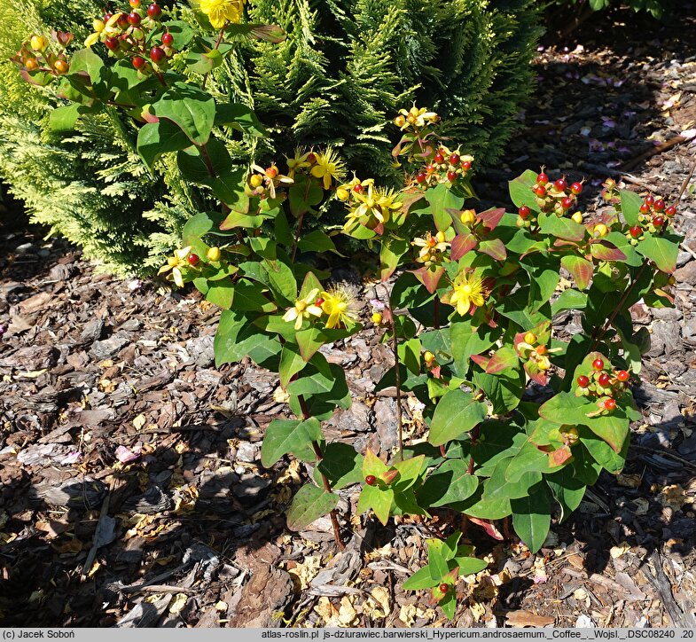 Hypericum androsaemum Coffee