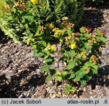 Hypericum androsaemum Coffee