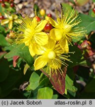 Hypericum androsaemum Coffee