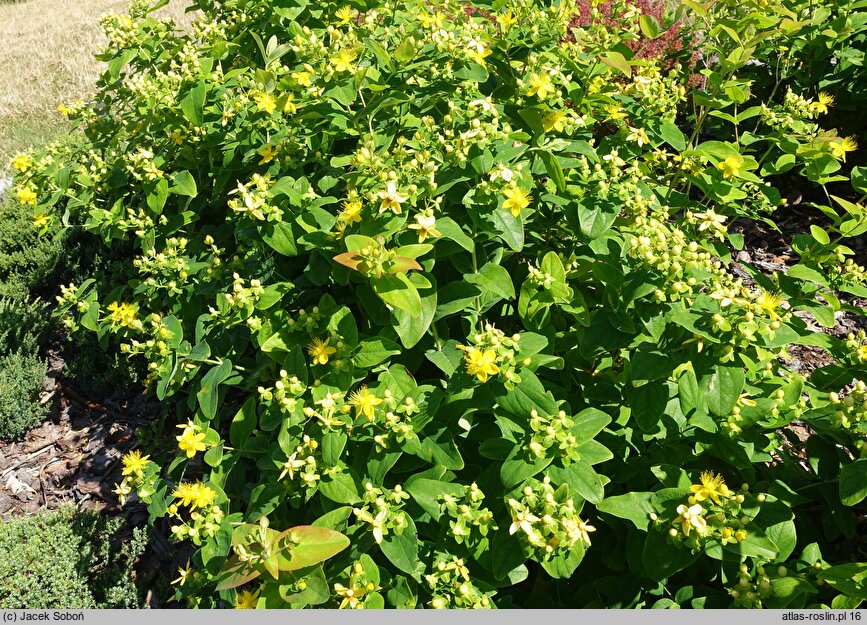 Hypericum androsaemum Pina Colada