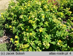 Hypericum androsaemum Pina Colada