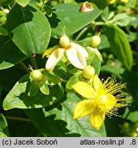 Hypericum androsaemum Pina Colada
