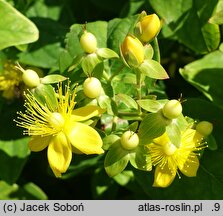 Hypericum androsaemum Pina Colada