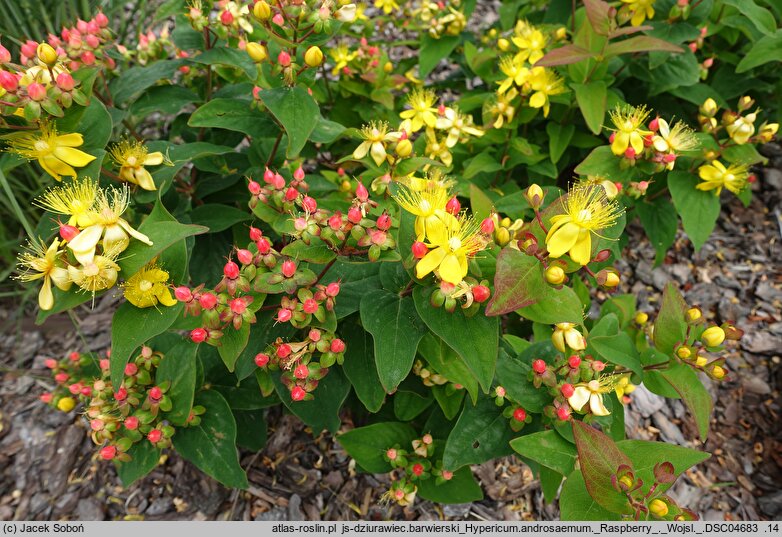 Hypericum androsaemum Raspberry