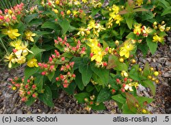Hypericum androsaemum Raspberry