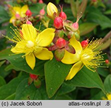 Hypericum androsaemum Raspberry