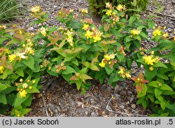Hypericum androsaemum Raspberry