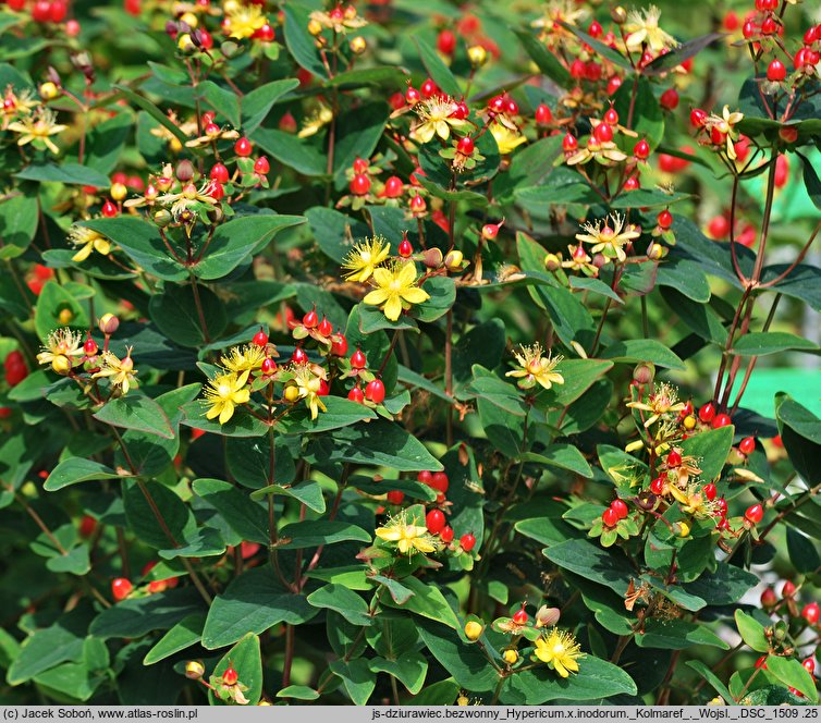 Hypericum ×inodorum (dziurawiec bezwonny)