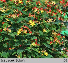 Hypericum ×inodorum (dziurawiec bezwonny)