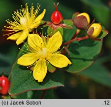 Hypericum ×inodorum (dziurawiec bezwonny)