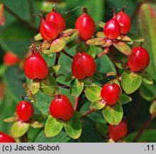 Hypericum ×inodorum (dziurawiec bezwonny)