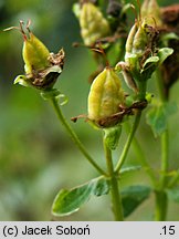 Hypericum maculatum (dziurawiec czteroboczny)