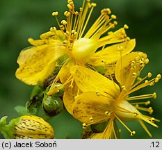 Hypericum maculatum (dziurawiec czteroboczny)