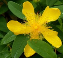 Hypericum calycinum