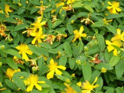 Hypericum calycinum