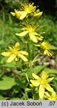 Hypericum hirsutum (dziurawiec kosmaty)