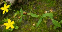 Hypericum humifusum