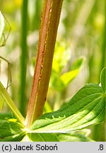 Hypericum tetrapterum