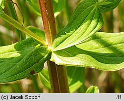 Hypericum tetrapterum