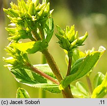 Hypericum tetrapterum