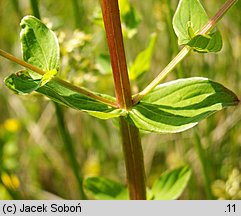 Hypericum tetrapterum