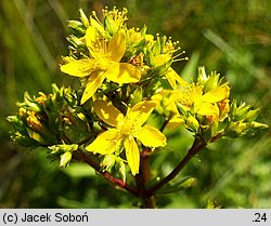 Hypericum tetrapterum