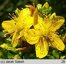 Hypericum tetrapterum